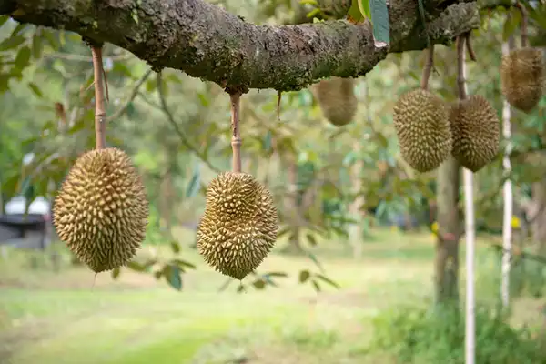 Balik Pulau 808 Durian