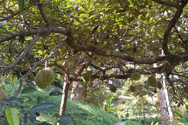GreenHill Durian Farm