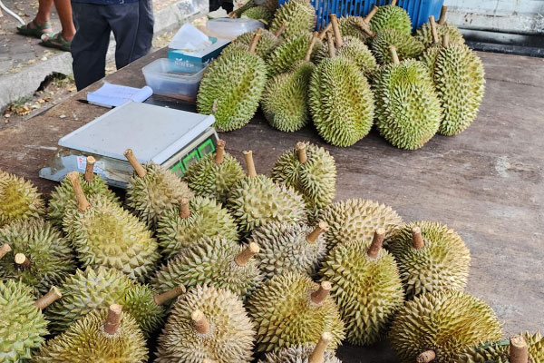 Tua Bui Teik Durians