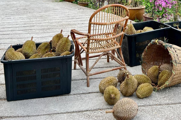 Wangs Durian Orchard