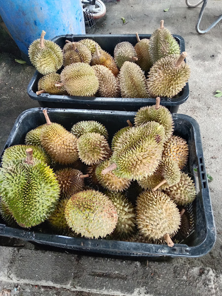 Otai Durian King