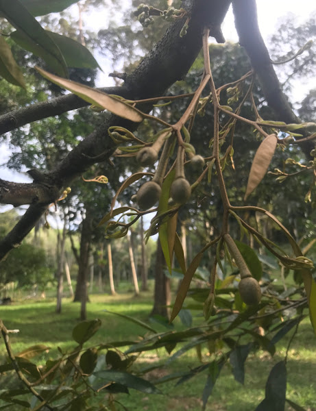 Durian Kampung Kati