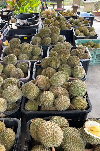Pemborong Durian Raub 1616