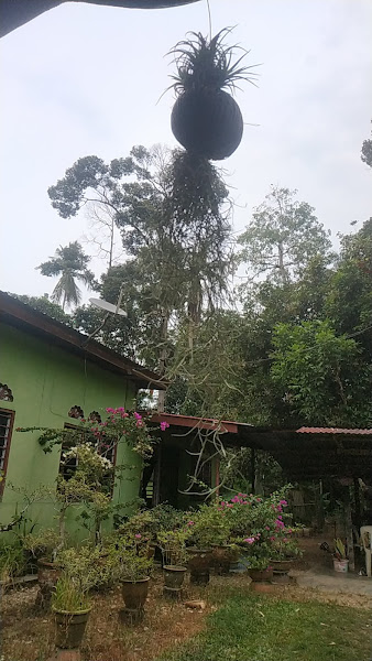 Pakmat Durian
