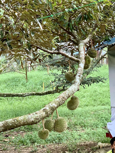 Dusun Tok Wa