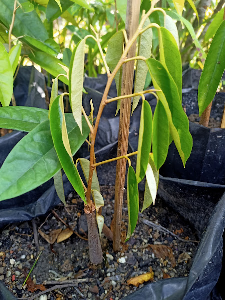 Grafting durian