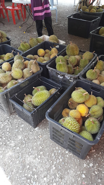 Musang King GUA MUSANG