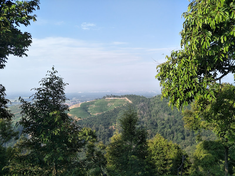 Serene Durian Orchard