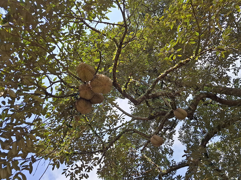 Tijah Durian Farm