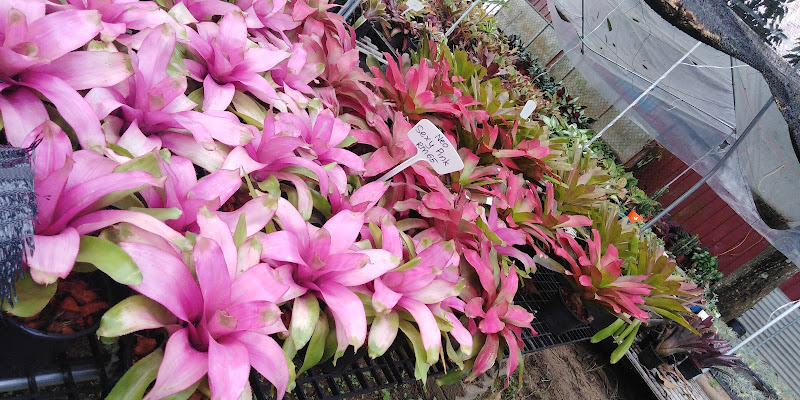 D Lola Garden