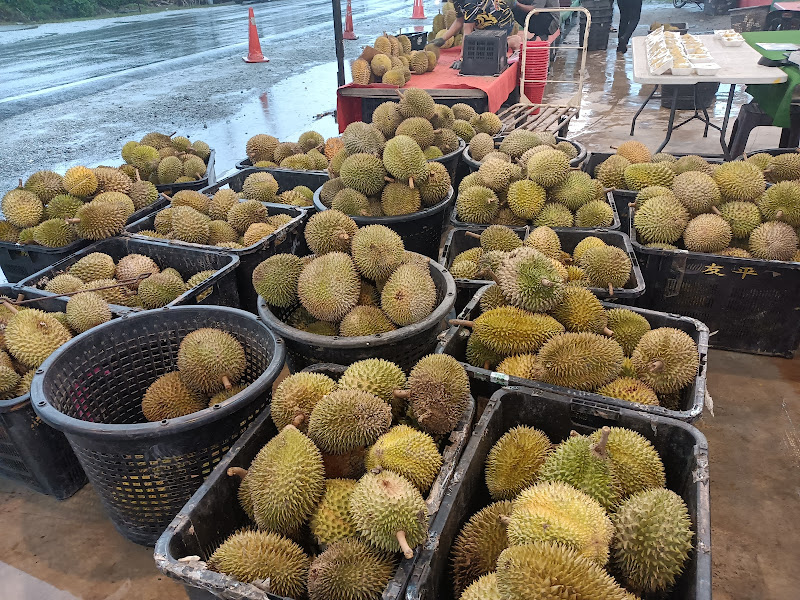 SHA DURIAN TELOK PANGLIMA GARANG