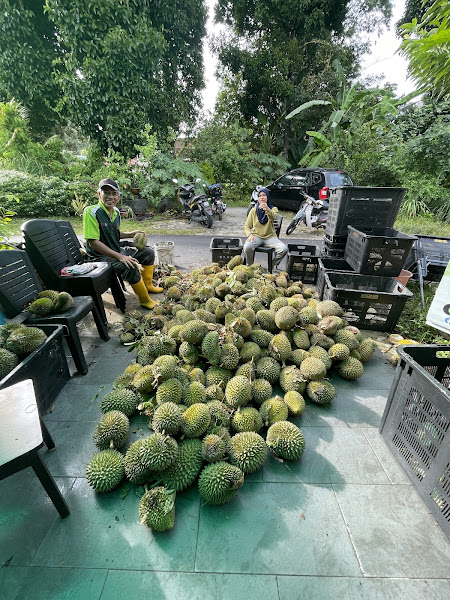Durian Pak Yop