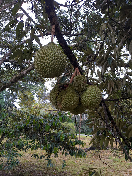 Durian Hj Sapiee