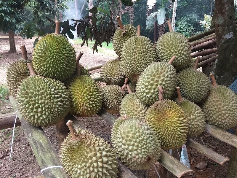 Kebun Durian High Cemporo