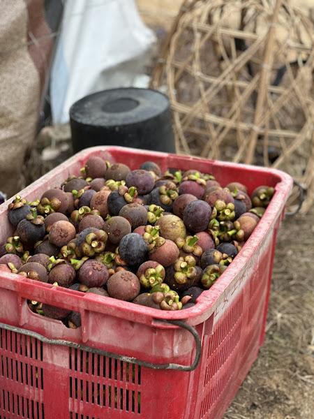 榴茫姐弟 Durian Kingdom