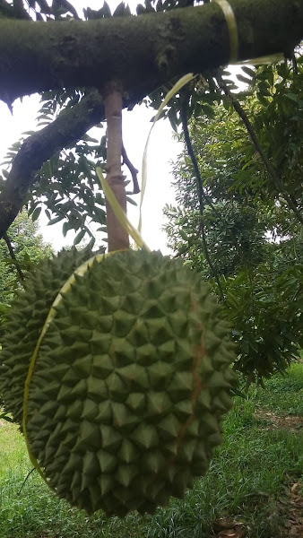 Katsura Landscape Supplier & Durian Farm Sdn Bhd