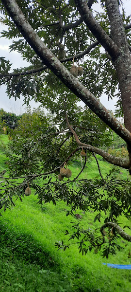 Tamporuli Duran musang king.