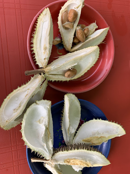 PULUT DURIAN ANOK LEK