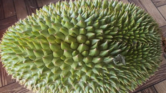 CHOO Family Durian Orchard (Green) CFO