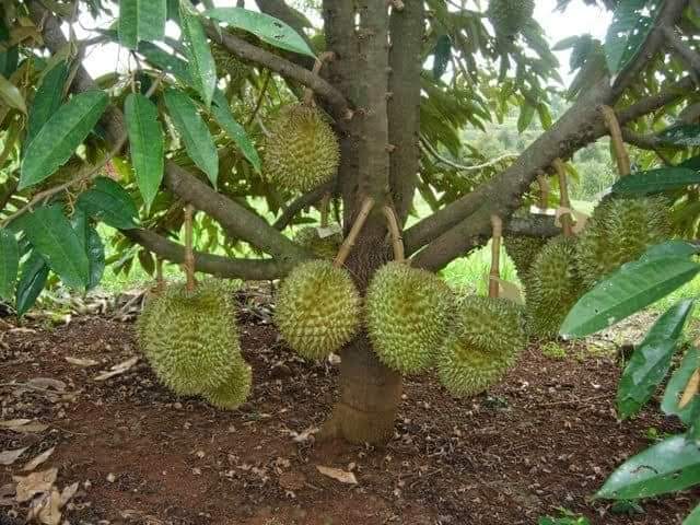 Durian Musang King