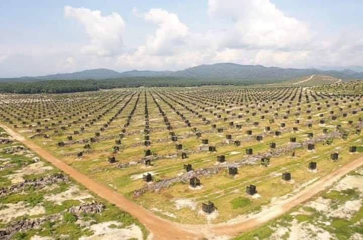 Durian Farm 1