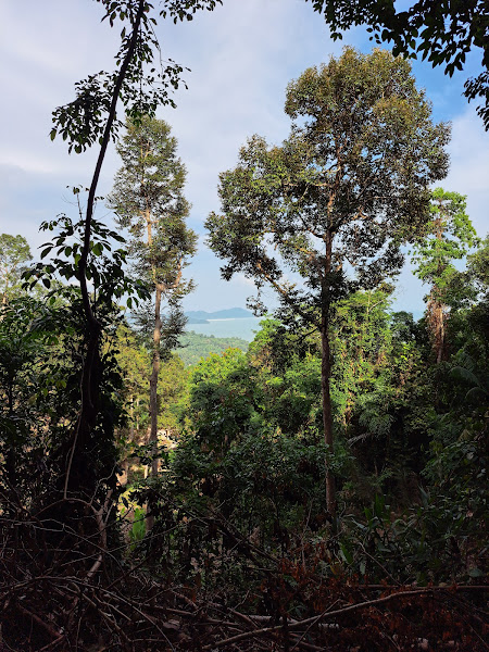 Durian plantations