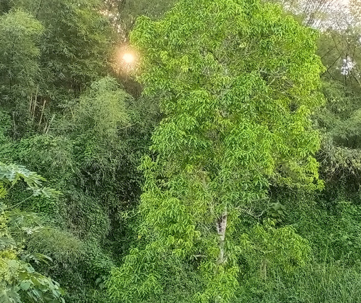 De'Bayayo Green Valley