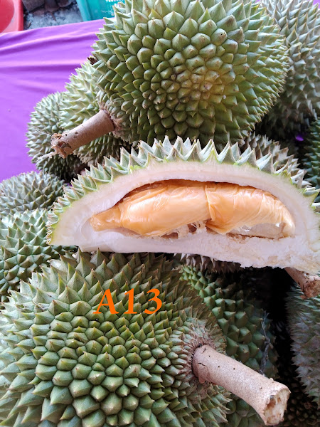 Mai perkena durian