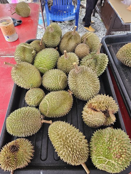 Kebun Durian Choong & Chong 钟张榴莲园