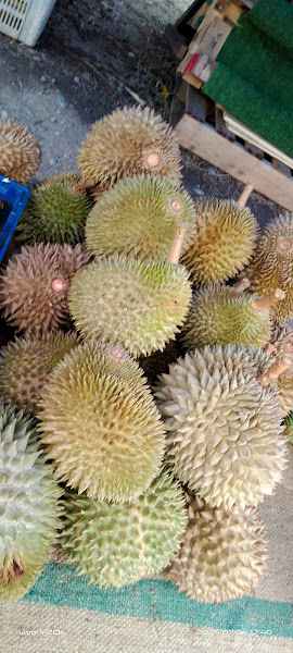DURIAN POPEYE 45" Ori Balik Pulau"