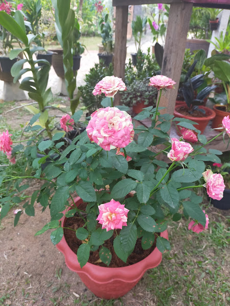 Empire Nusery Hairi