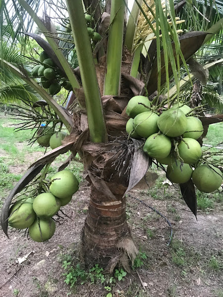 Kluang Man Durian Orchard