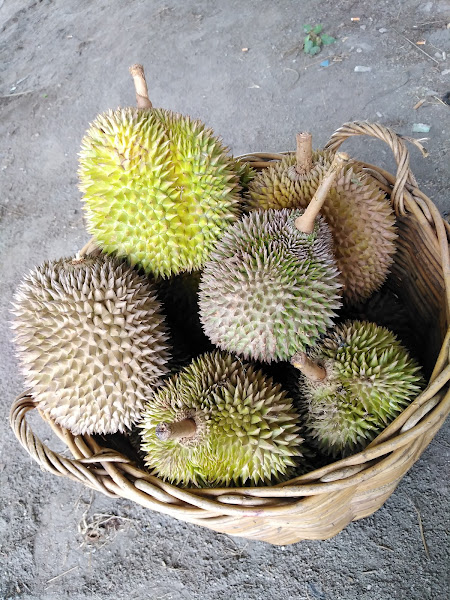 38 FRUIT n DURIAN