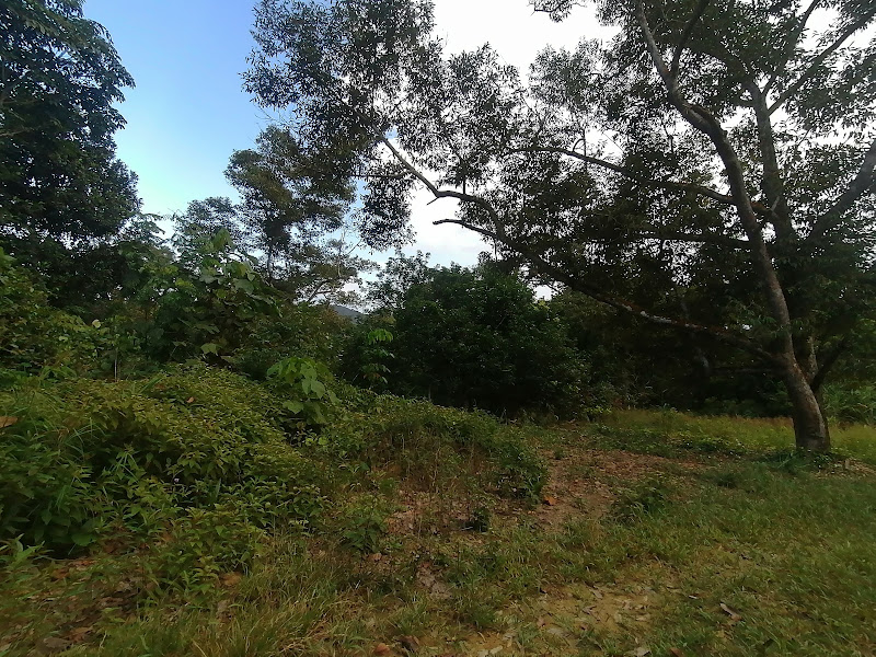 Kebun Durian Prof