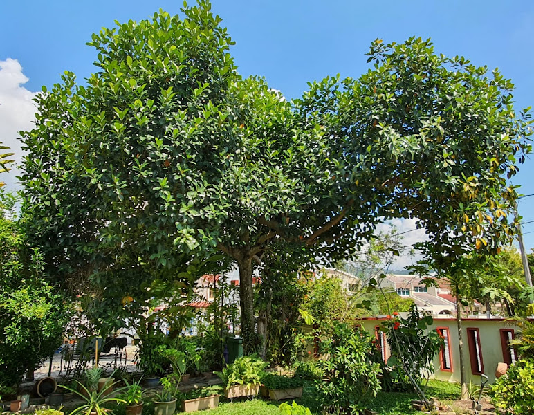 FCS Durian Orchard