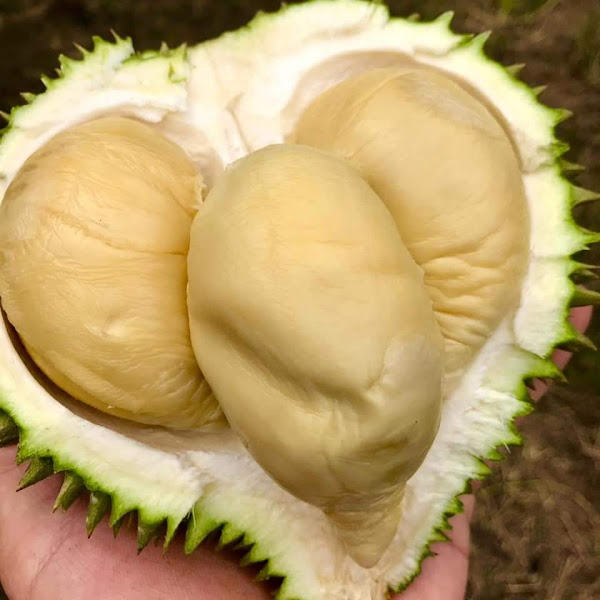 OSMAN Durian Jln MARDI/Jln Bukit Kemuning