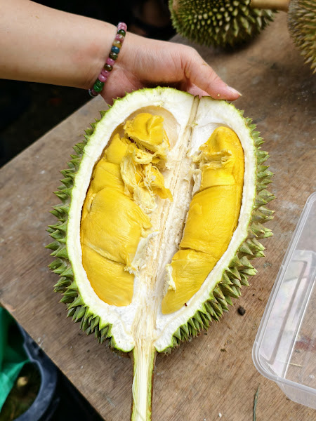 Durian 700