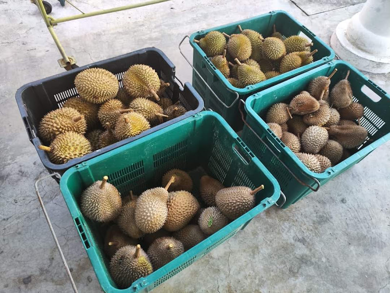 Durian Paul