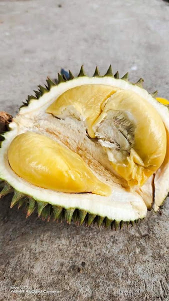 Kebun Durian Musang King