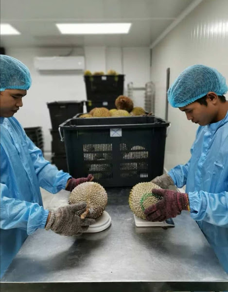 DKING Nitrogen Frozen Durian Processing center 帝一榴食品榴莲加工厂