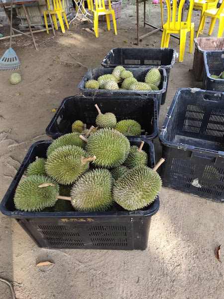 Awan Durian