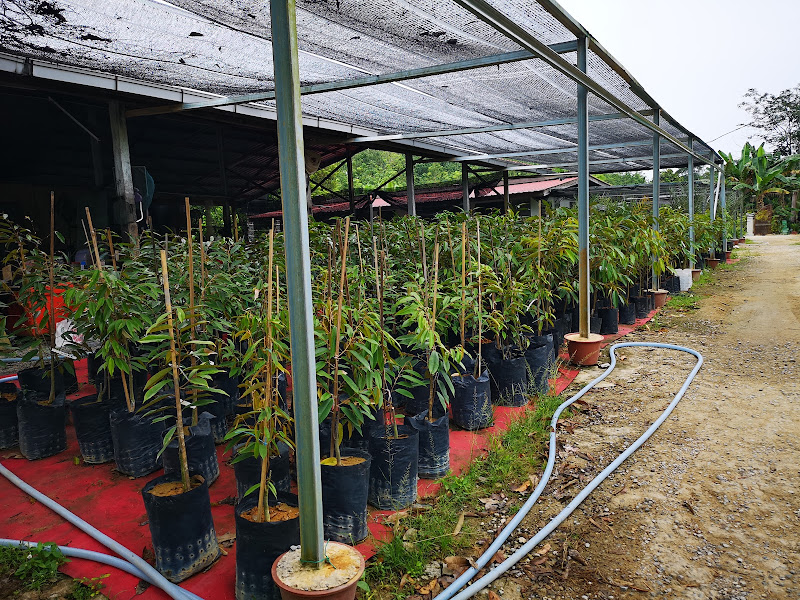 Hybrid Nursery