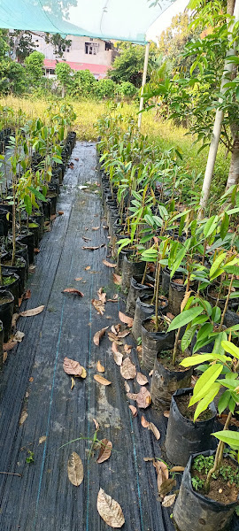 Abe Mat Anak Durian Kunyit (D197) Chetok, Kelantan