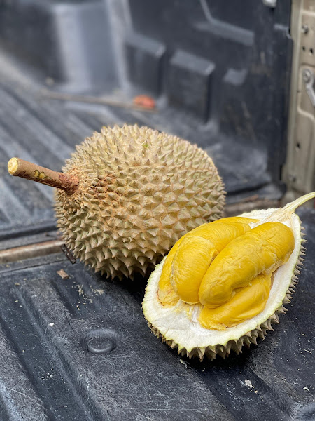 Durian Origin 九久榴香 - Junjong
