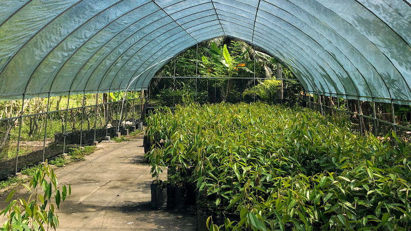 Arkshore Musang King Nursery Sandakan