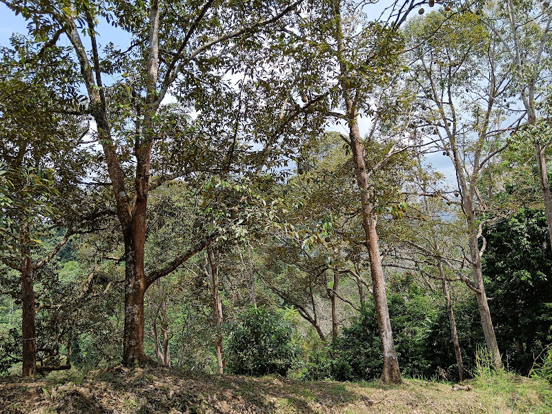 Kebun Durian Ulu Gepu Jelebu