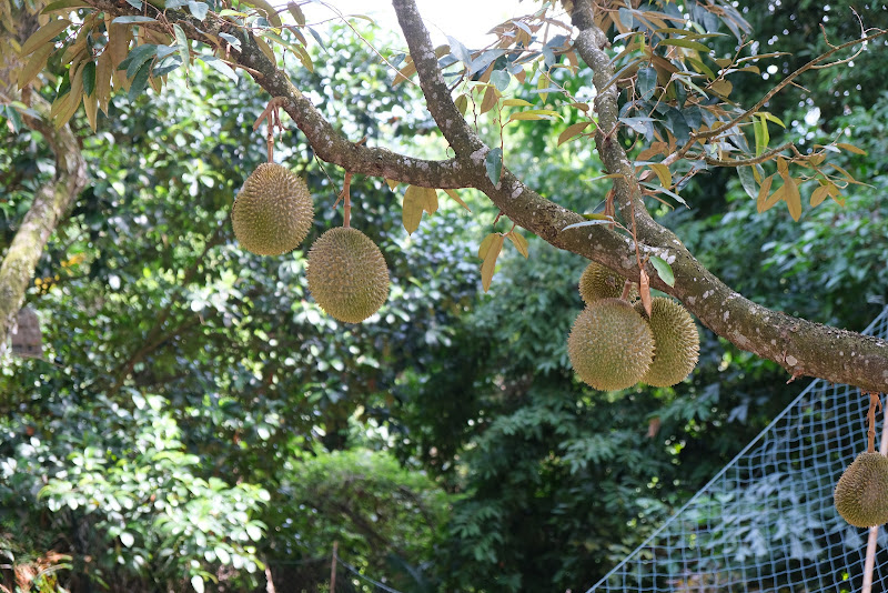 Chang Huat Choon Durian