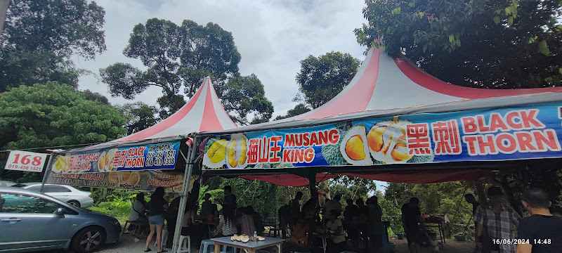 128 Durian Farm Balik Pulau 128槟城浮罗山背果王