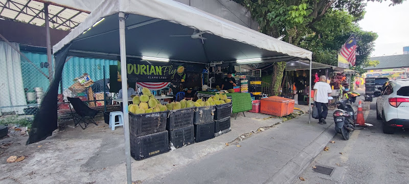 Durian Fly