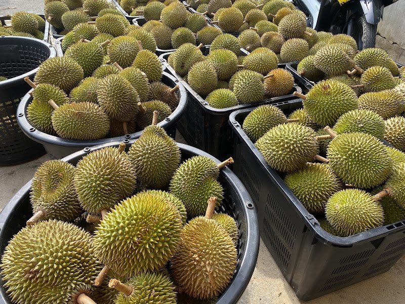 BANDAR DURIAN RAUB 猫山王榴莲之城
